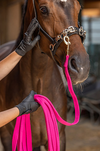 Braunes Pferd mit pinkfarbenem Führstrick