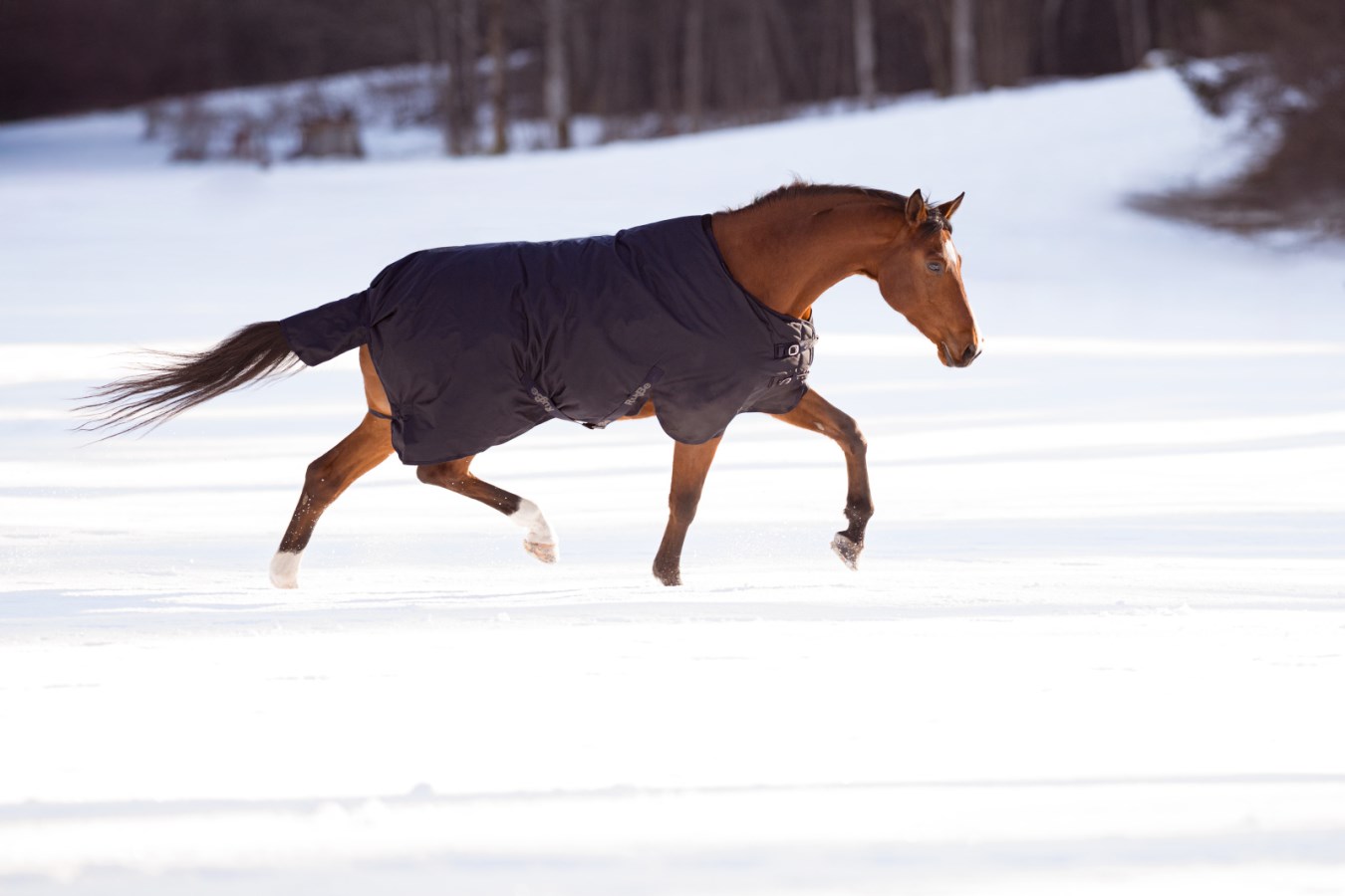 Outdoor Horse Blanket RugBe,Horse  - Covalliero