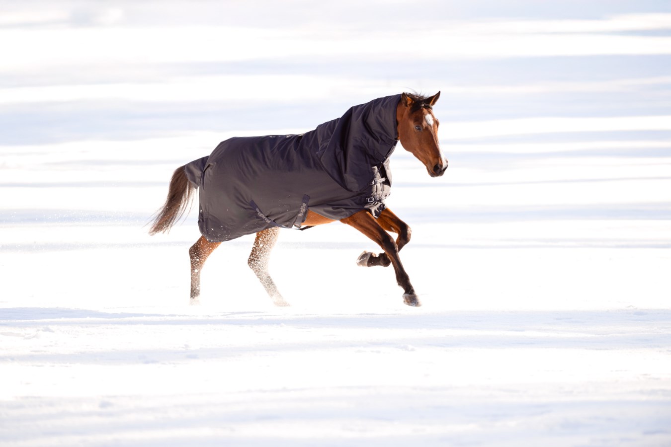 Outdoor Horse Blanket RugBe,Horse  - Covalliero
