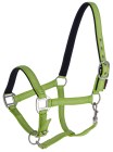 Halter Mustang